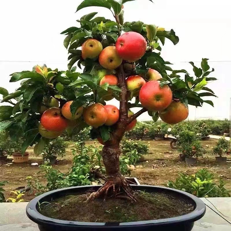 苹果盆栽