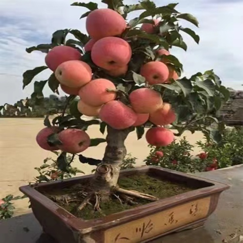 苹果盆栽