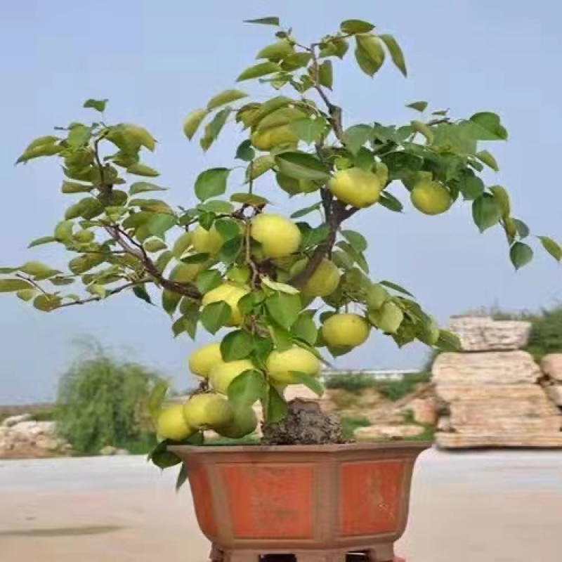 苹果盆栽