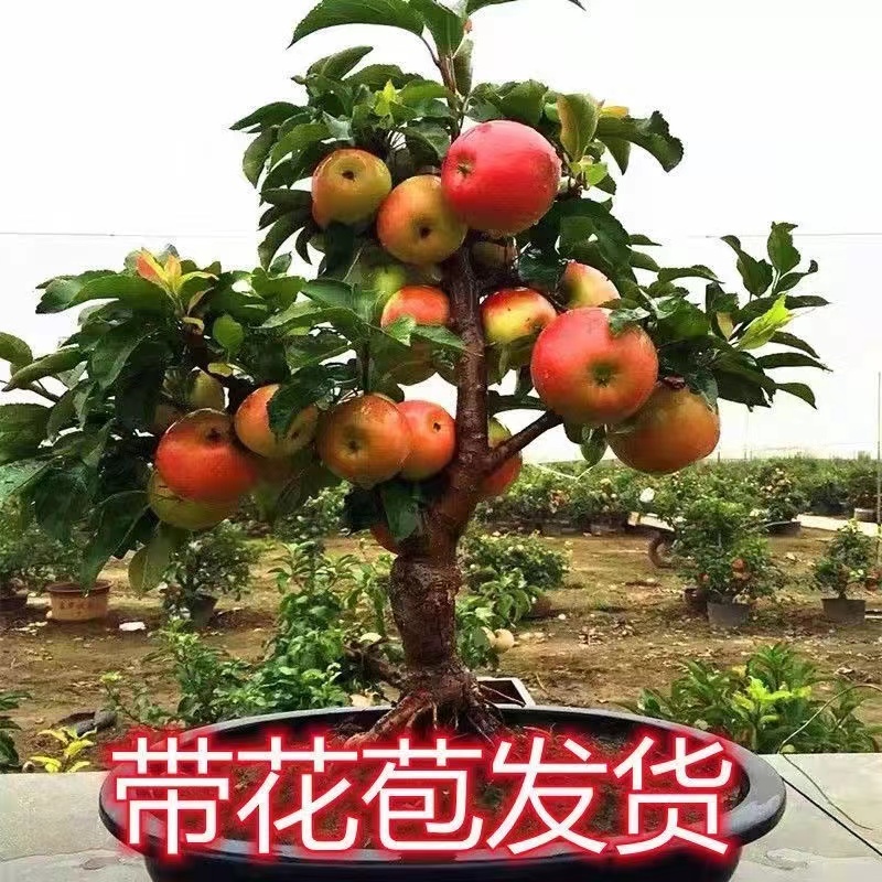 苹果盆栽
