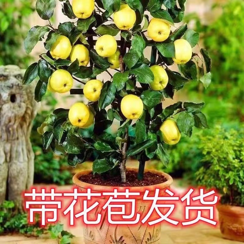 苹果盆栽