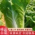 优质黄心大白菜，商超品质，全国发货欢迎客商实地考察看货