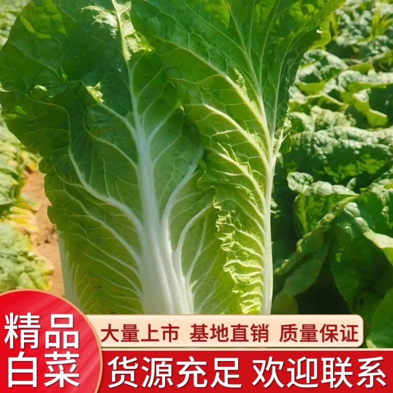 优质黄心大白菜，商超品质，全国发货欢迎客商实地考察看货