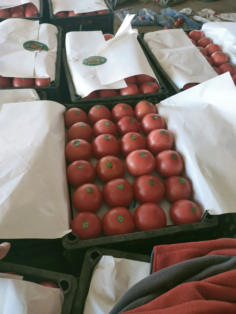 硬粉西红柿大量供应保质保量产地直发