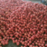 硬粉西红柿大量供应保质保量产地直发