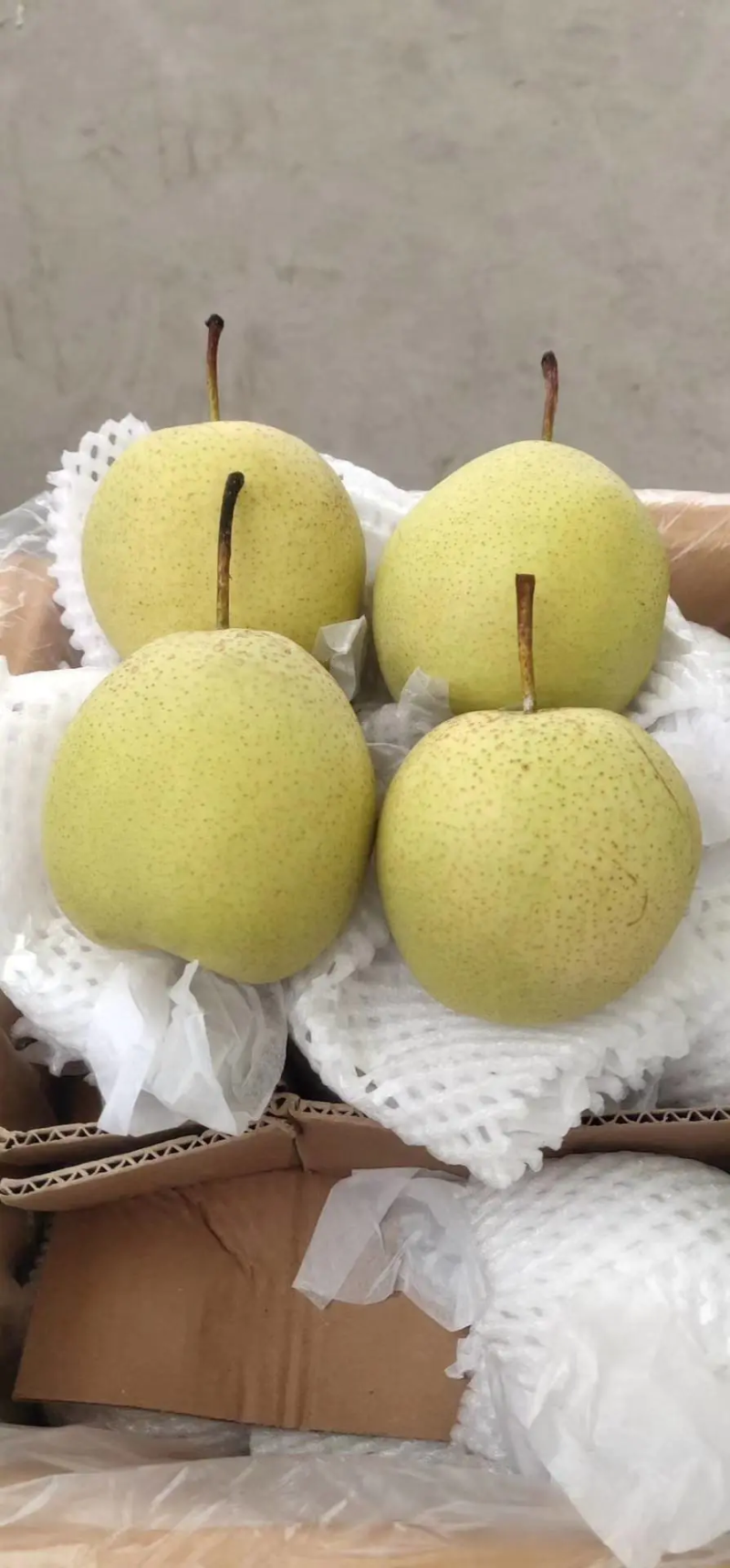 【精品雪花梨】山西梨质量保证量大从优基地现摘诚信代发
