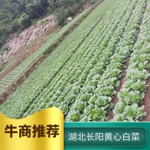 湖北白菜长阳黄心白菜农户自种白菜净菜毛菜入库包装一条龙