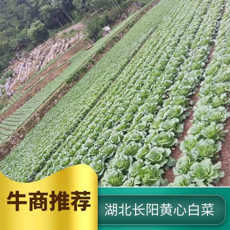 湖北白菜长阳黄心白菜农户自种白菜净菜毛菜入库包装一条龙