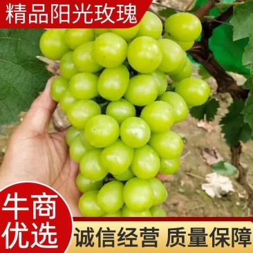 葡萄阳光玫瑰葡萄大棚阳光玫瑰玫瑰基地直发量大从优