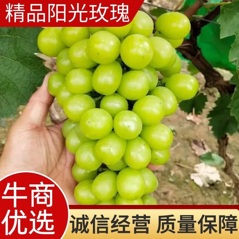 葡萄阳光玫瑰葡萄大棚阳光玫瑰玫瑰基地直发量大从优
