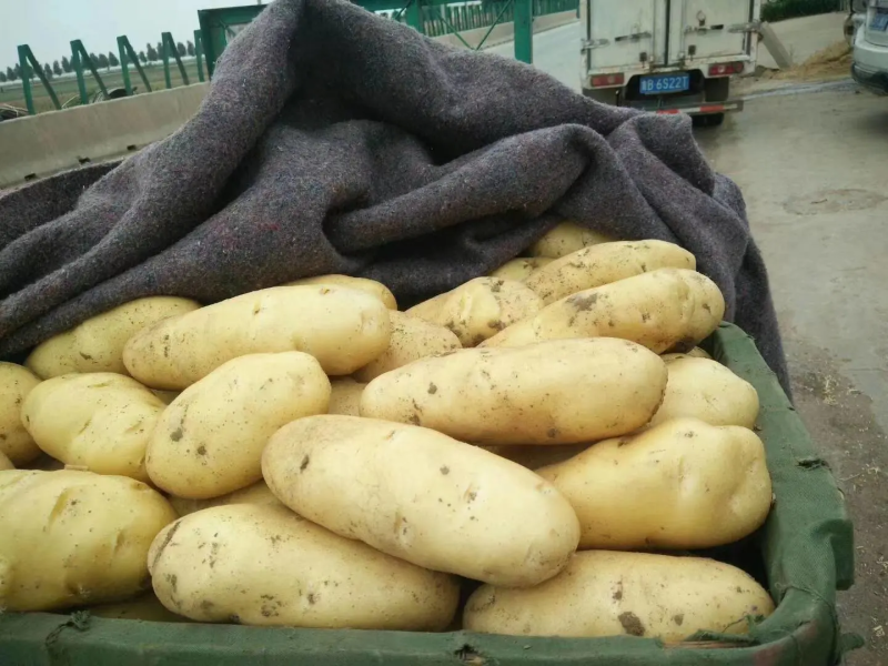 荷兰十五土豆希森土豆基地直发大量上市欢迎来电订购