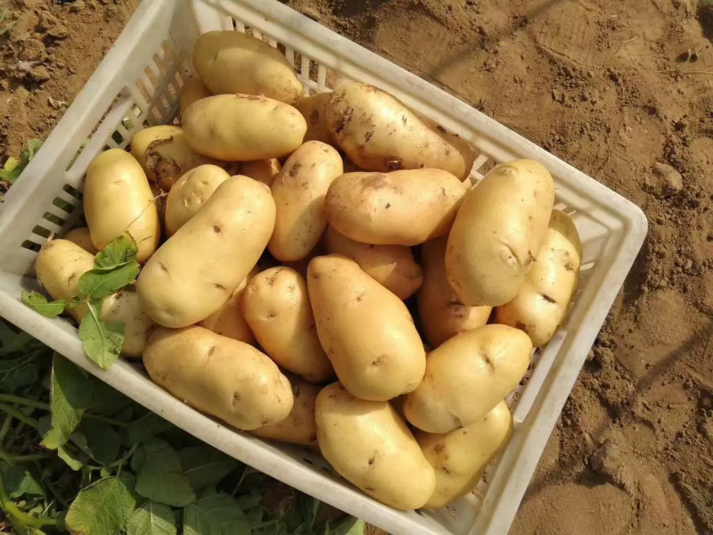 荷兰十五土豆希森土豆基地直发大量上市欢迎来电订购