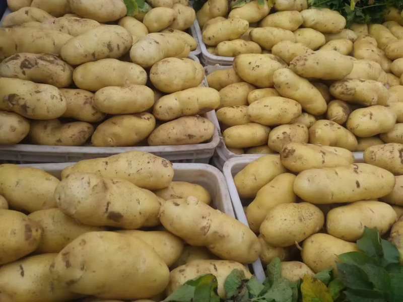 荷兰十五土豆希森土豆基地直发大量上市欢迎来电订购