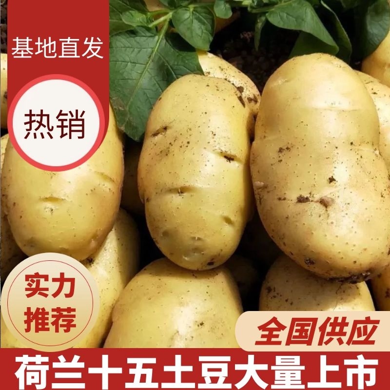 荷兰十五土豆希森土豆基地直发大量上市欢迎来电订购