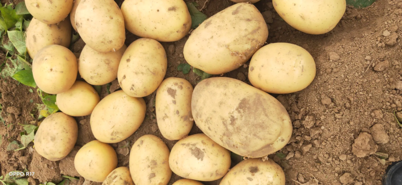 唐山玉田土豆大量上市中质量好价格便宜