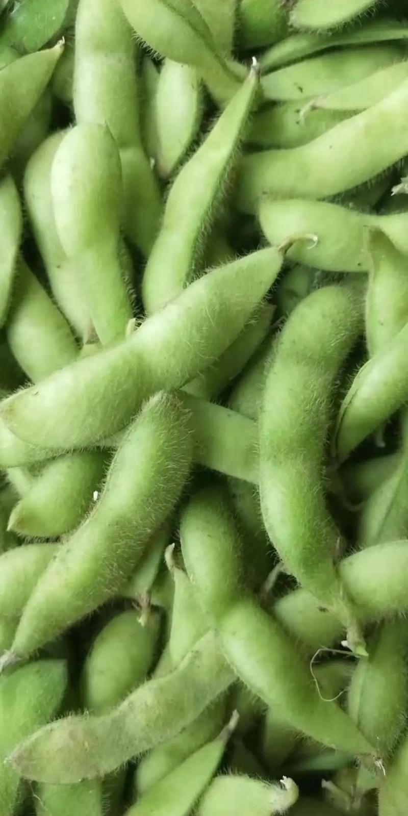 精品毛豆翠绿宝毛豆产地直供品质保证对接各位客户