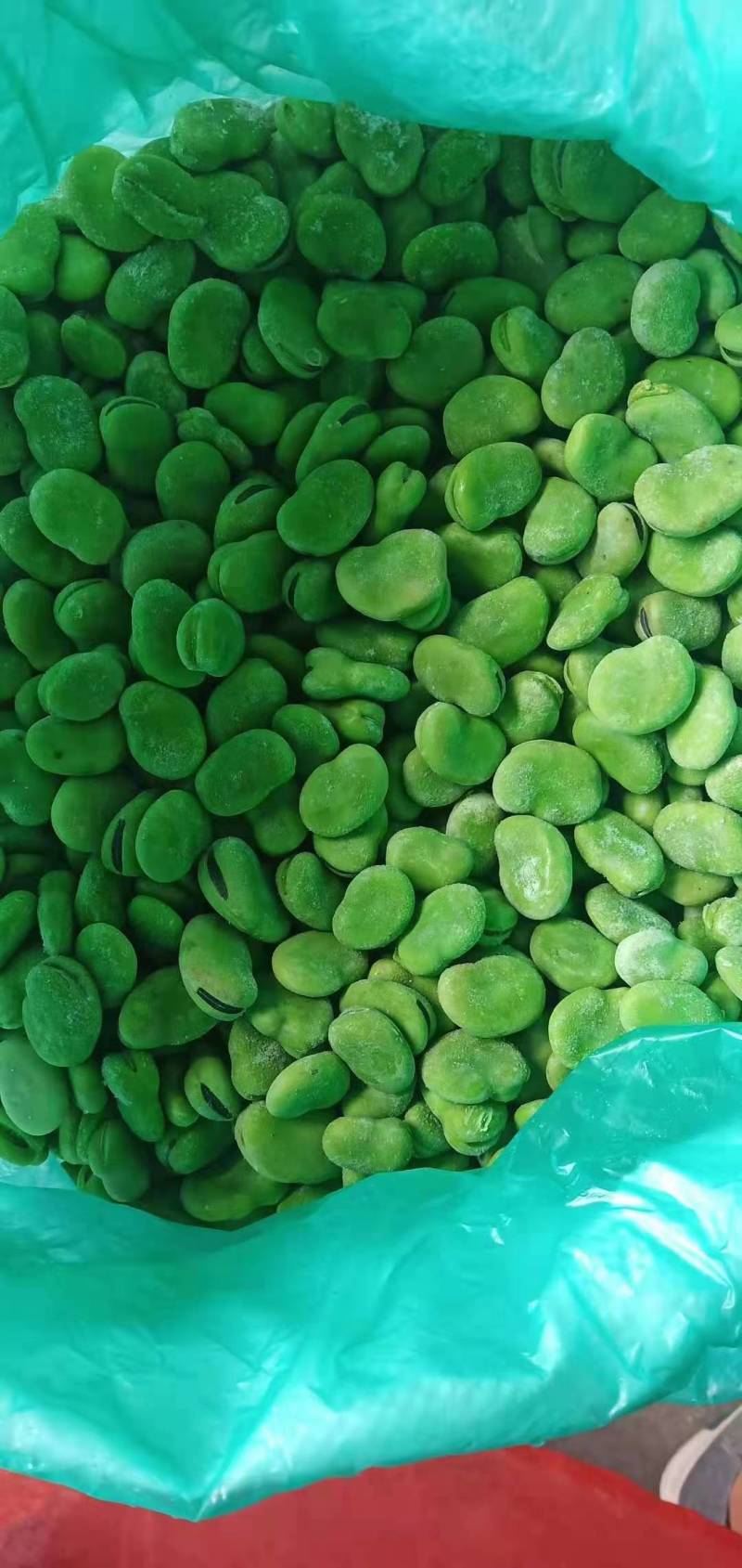 【热卖】新鲜蚕豆瓣蚕豆米蚕豆粒大量上质量保证欢迎采购