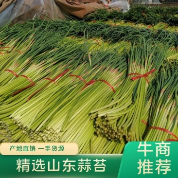平邑蒜薹，山东蒜苔。优质蒜苔，临沂蒜苔。