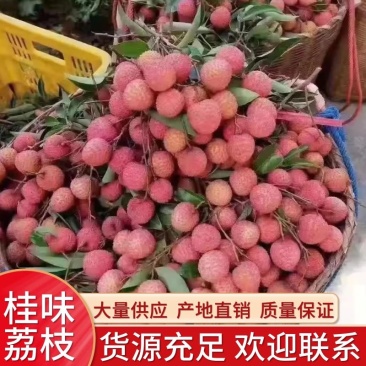 桂味荔枝广东荔枝大量上市批发商场市场大量有货
