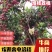 淮枝荔枝双壳荔枝大量供应批发市场商超电商**