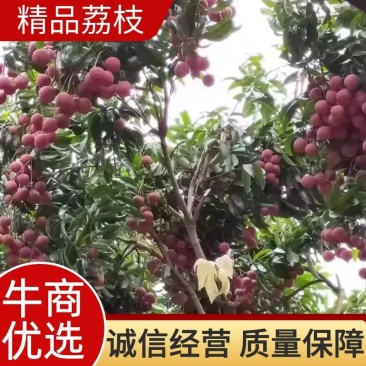 淮枝荔枝，双壳淮枝批发市场，电商平台，社区团购一件代发