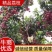 淮枝荔枝，双壳淮枝批发市场，电商平台，社区团购一件代发