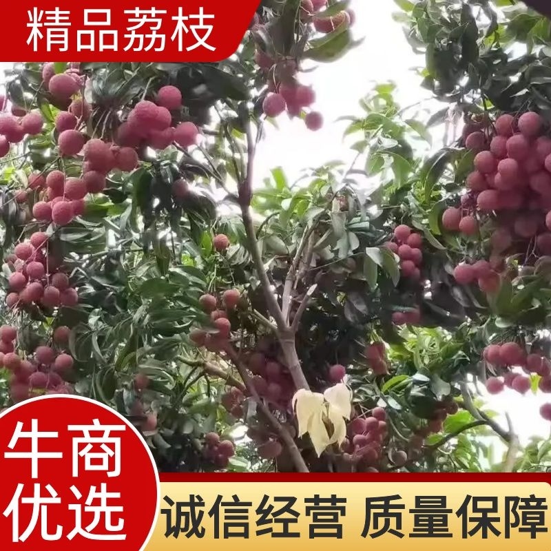 淮枝荔枝，双壳淮枝批发市场，电商平台，社区团购一件代发