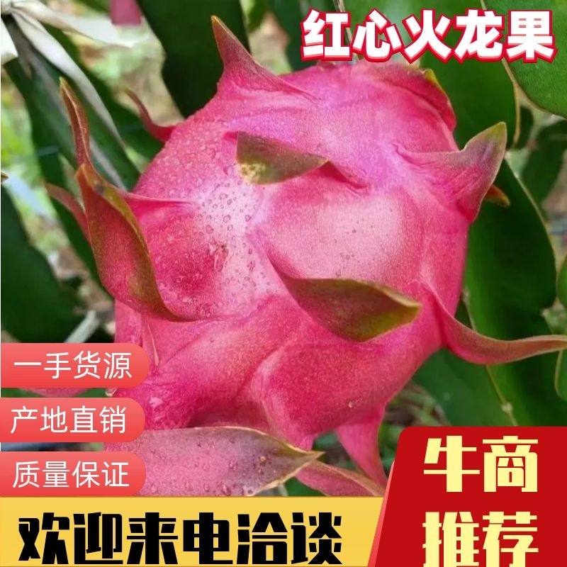 广州从化区火龙果场，自产自销，红心火龙果，一件代发，团购