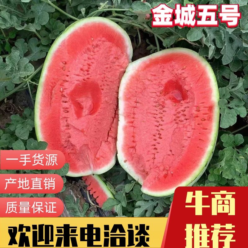 [金城5号西瓜批发]内蒙古通辽科尔沁区西瓜 0.20元/斤【精品 _ 一亩田