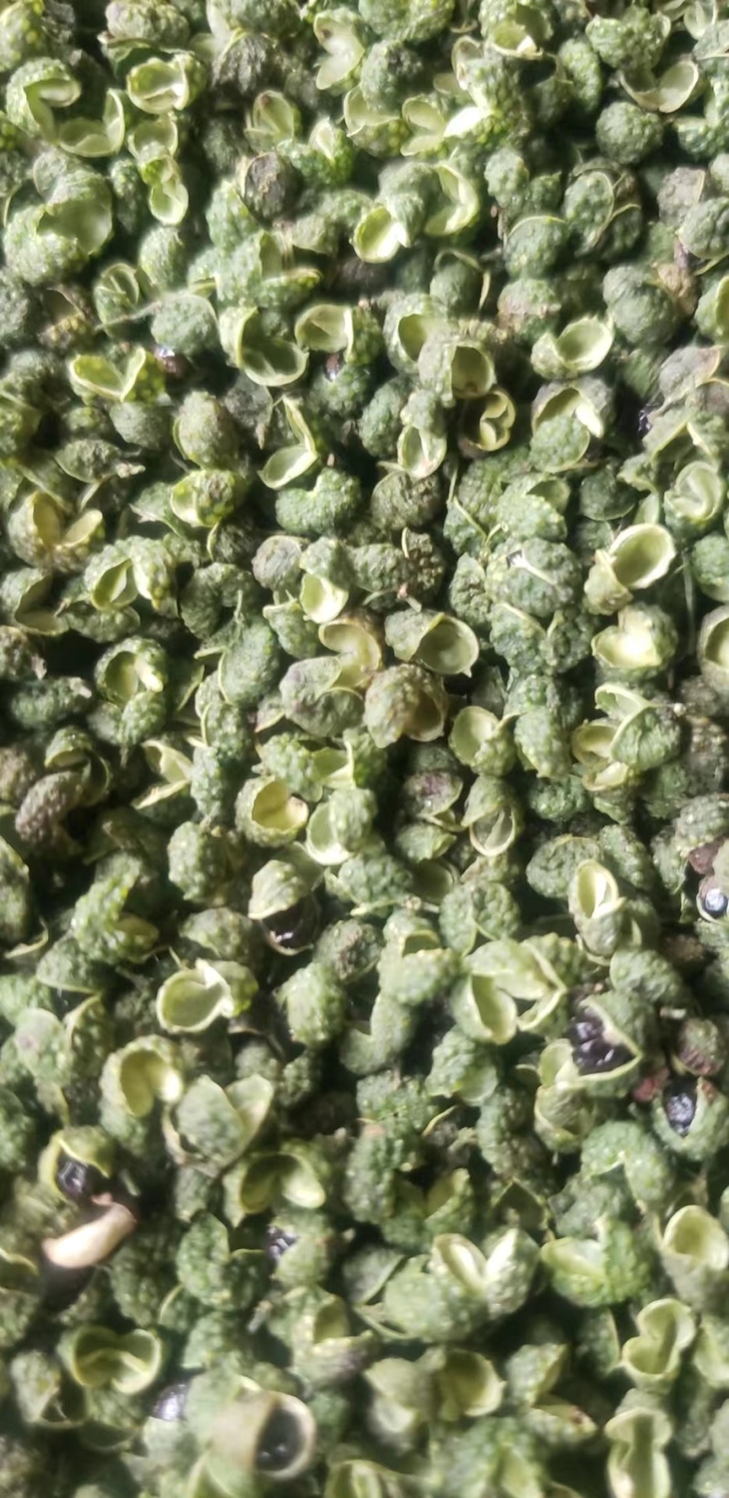 青花椒青麻椒新货一手货源质量保障视频看货等您来电