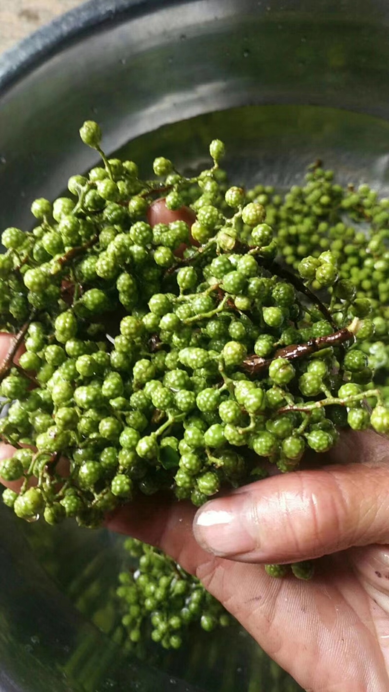 青花椒青麻椒新货一手货源质量保障视频看货等您来电