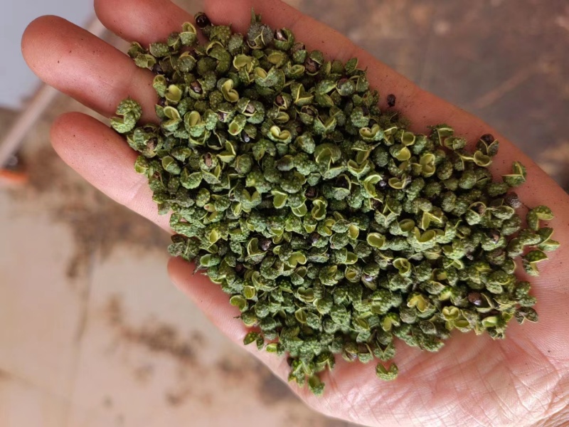 精品云南青麻椒一手货源质量保障视频看货等您来电