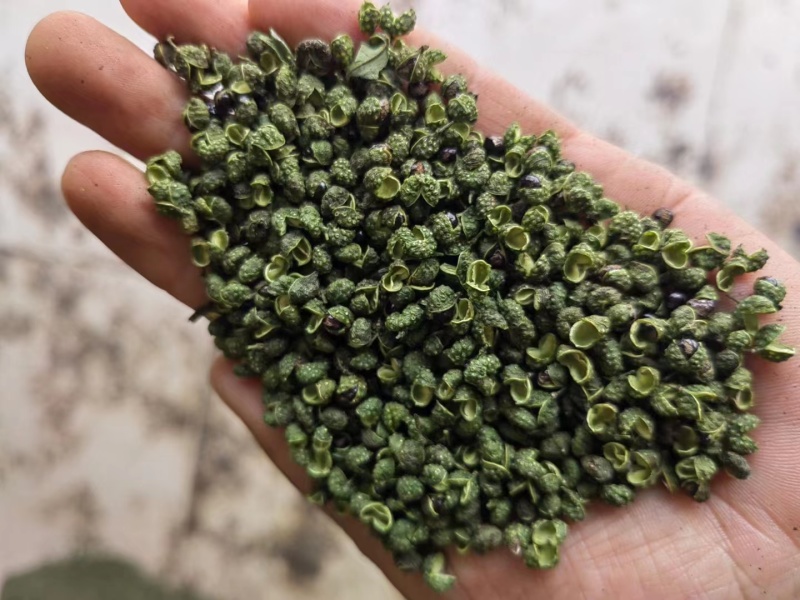 精品云南青麻椒一手货源质量保障视频看货等您来电