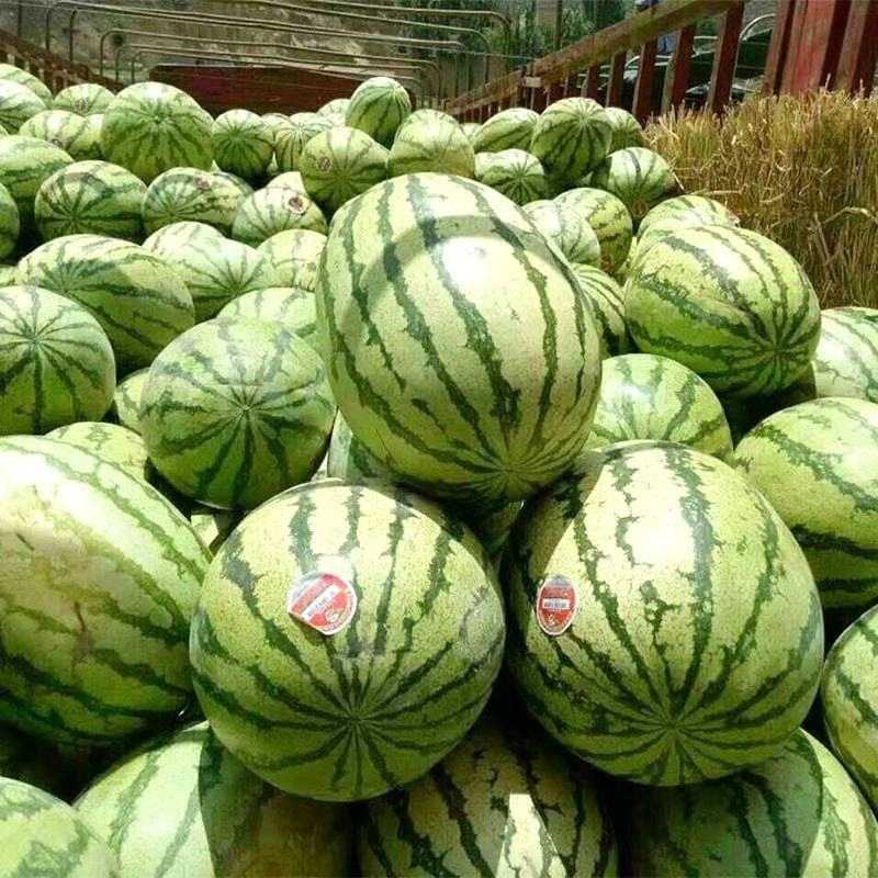 【包熟包甜】正宗宁夏硒砂瓜现摘现发无中间商皮薄多汁