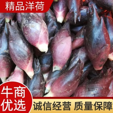 【热销】洋荷/蔬菜/野菜/特采，产地直供，全国发货，欢迎联系
