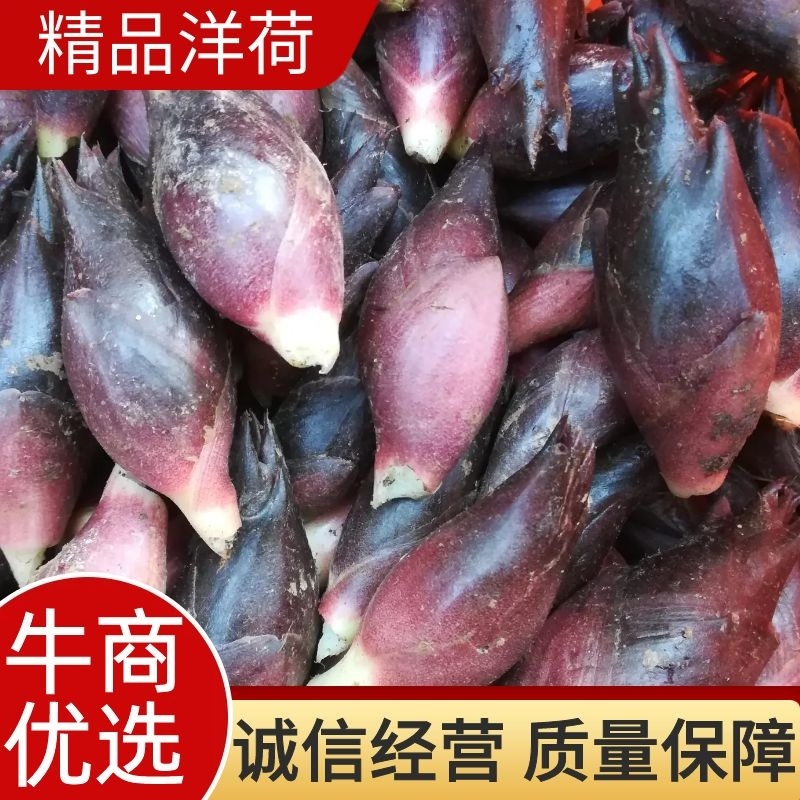 【热销】洋荷/蔬菜/野菜/特采，产地直供，全国发货，欢迎联系