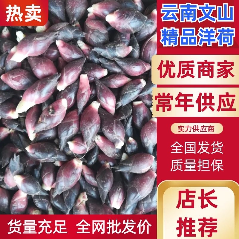 【热销】洋荷/蔬菜/野菜/特采，产地直供，全国发货，欢迎联系