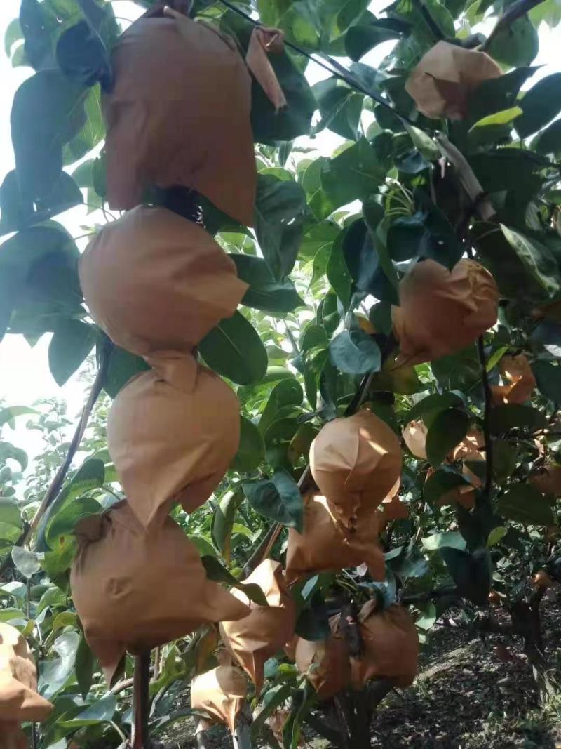 大量秋月梨冰轻微雹伤果，货源充足。