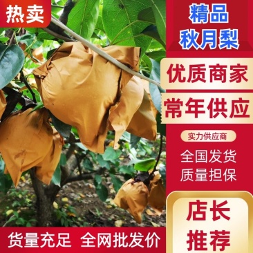 【精品】秋月梨半斤以上脆甜爆汁欢迎进店联