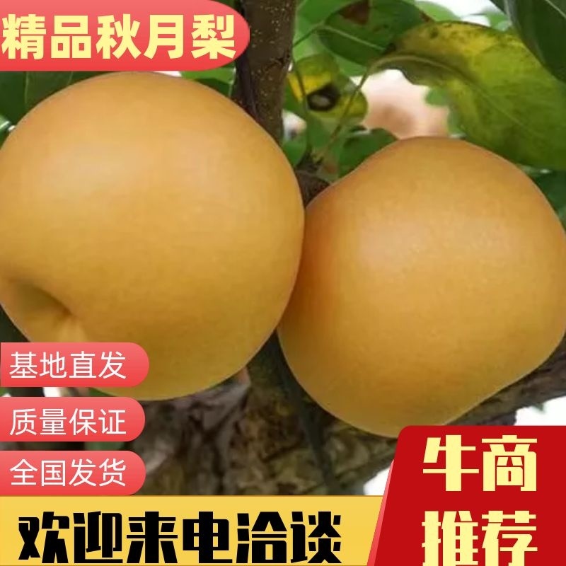 莱西市秋月梨全国主产区，全国发货，质量保证欢迎您的来电。