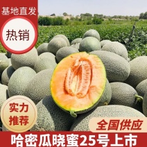 精品哈密瓜晓蜜25号哈密瓜一手货源视频看货诚信经营
