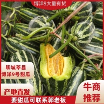 精品博洋9号/博洋61号/山东甜瓜/莘县博洋甜瓜
