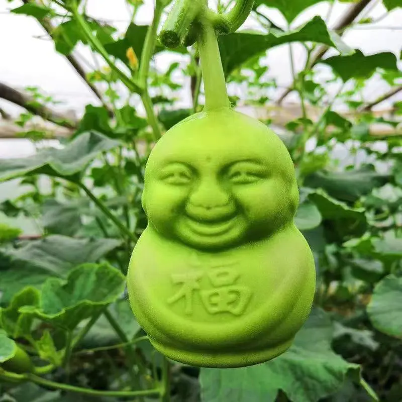 人参果4~5两以上自家种植欢迎采购商来电咨询合作