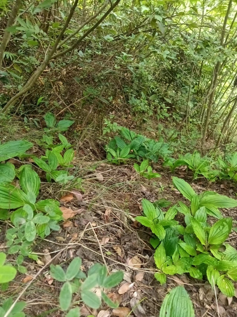 精品见血清，野生见血清下山货，一手货源视频看货品质保证