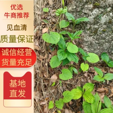 精品见血清，野生见血清下山货，一手货源视频看货品质保证