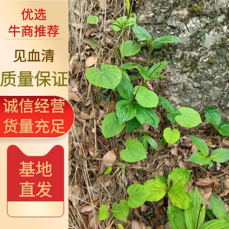 精品见血清，野生见血清下山货，一手货源视频看货品质保证