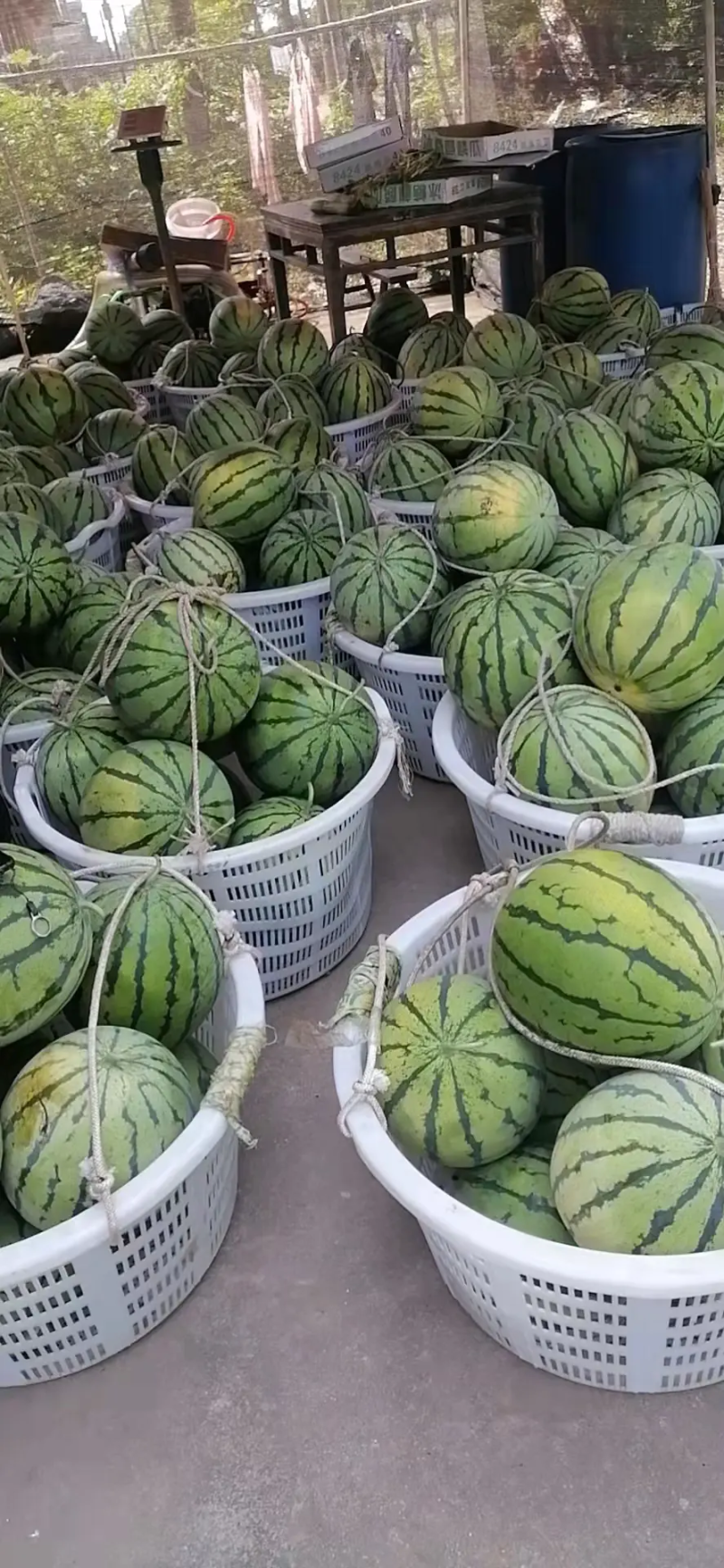【精品西瓜】河南商丘8424精品西瓜多种规格价优