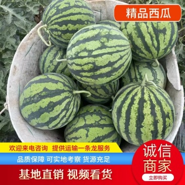 【精品西瓜】河南商丘8424精品西瓜多种规格价优