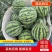 【精品西瓜】河南商丘8424精品西瓜多种规格价优