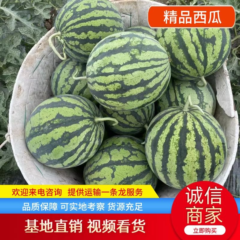 [8424西瓜批发]河南商丘睢阳区西瓜 0.80元/斤【精品西瓜 _ 一亩田